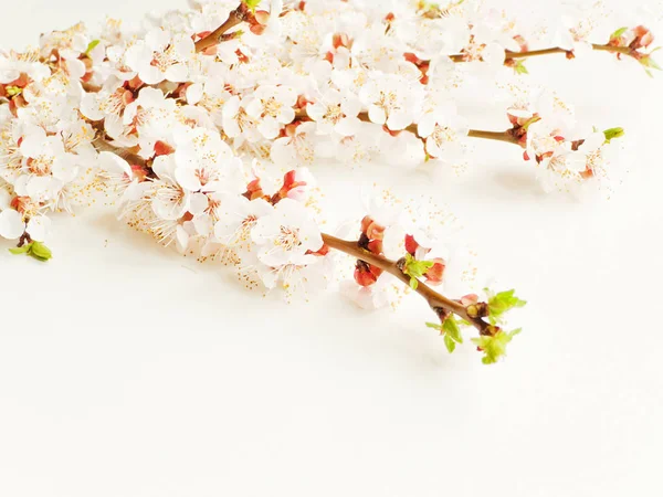 Flor de albaricoque sobre blanco — Foto de Stock