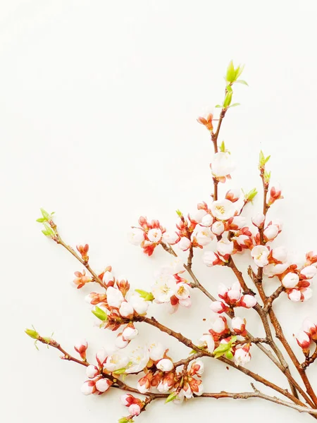 Apricot blossom on white — Stock Photo, Image