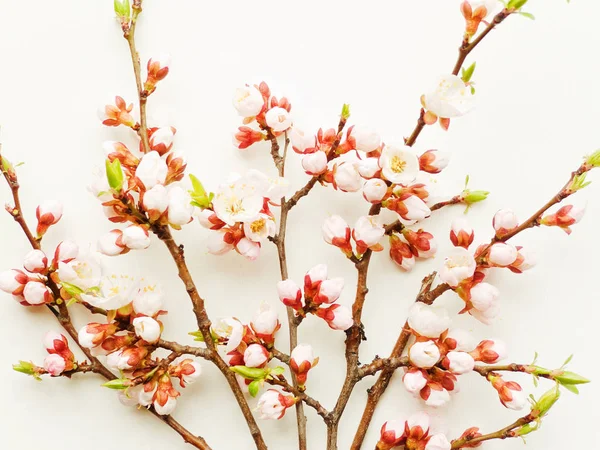 Fiori di albicocca su bianco — Foto Stock