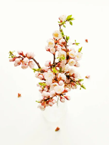 Apricot blossom on white — Stock Photo, Image