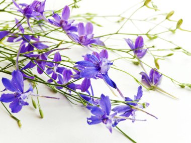 Delphinium üzerinde beyaz