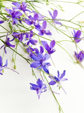 Delphinium üzerinde beyaz