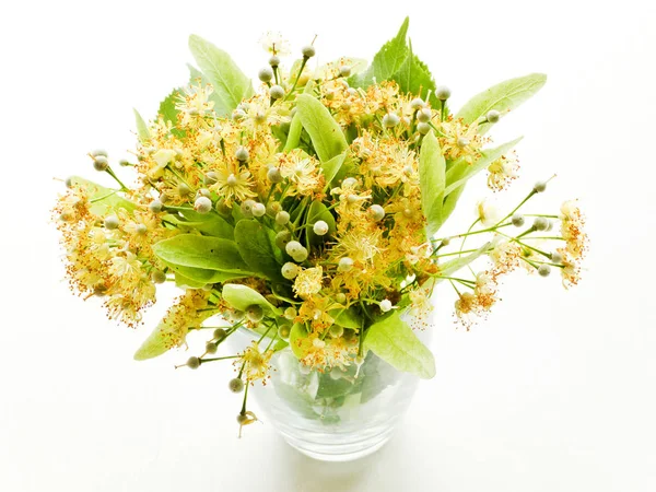 Flores de tília em branco — Fotografia de Stock