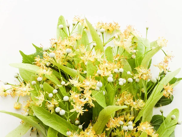 Linden flowers on white — Stock Photo, Image