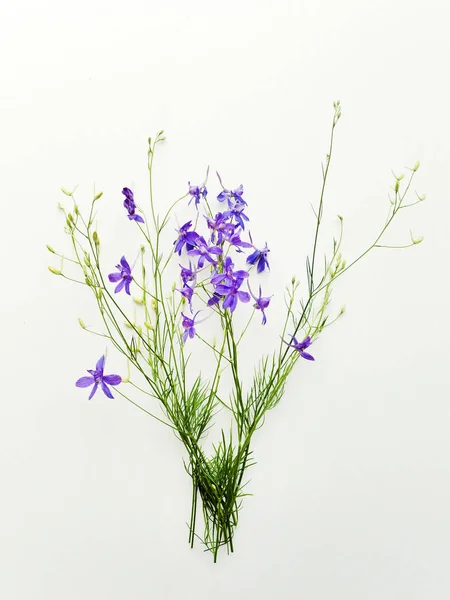 Delphinium sobre blanco — Foto de Stock