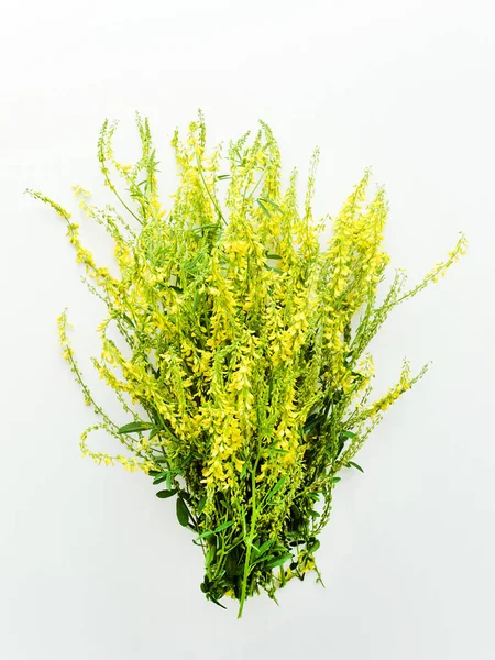 Сладкие цветы клевера — стоковое фото