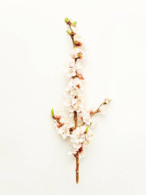 Beyaz kayısı çiçeği