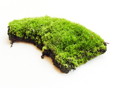 Beyaz üzerinde yosun