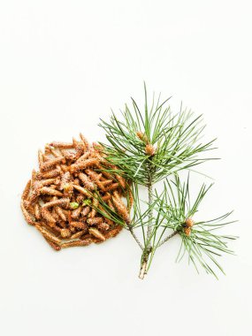 Beyaz üzerine çam kozalakları