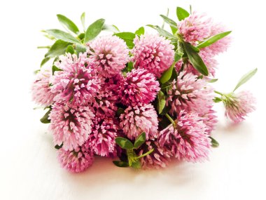 At yavaş çiçekler