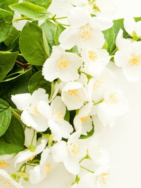 Ahşap üzerinde Yasemin