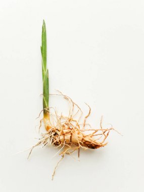 tatlı bayrak calamus