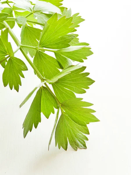 Lovage su bianco — Foto Stock