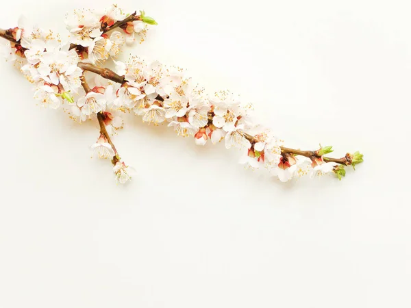 Apricot blossom on white — Stock Photo, Image