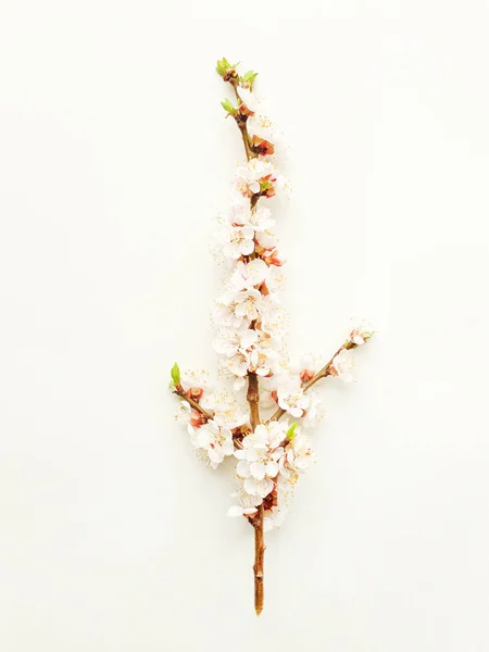 Абрикос цвіте на білому — стокове фото