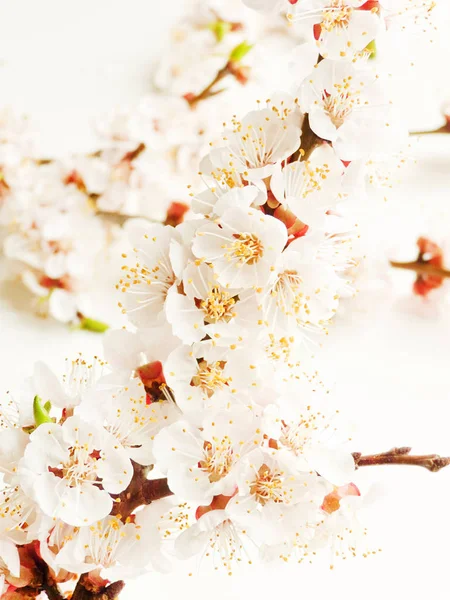 Flor de albaricoque sobre blanco — Foto de Stock