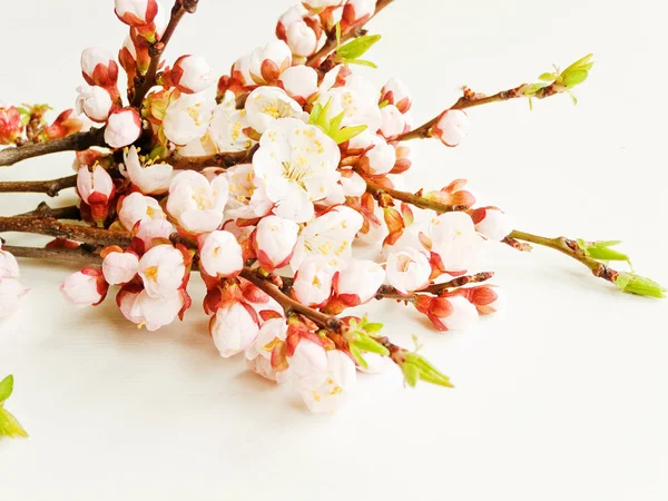 Aprikosenblüte auf Weiß — Stockfoto