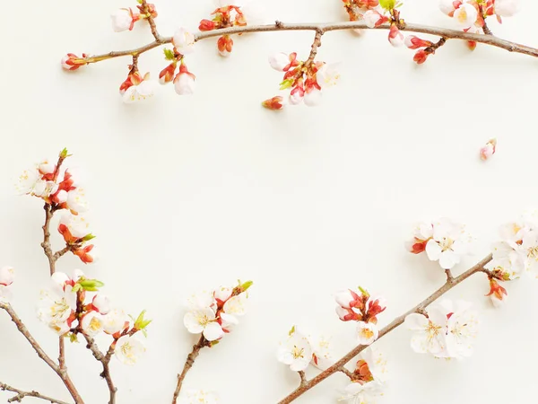 Floraison d'abricot sur blanc — Photo