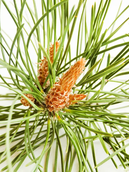 Cones de pinheiro em branco — Fotografia de Stock