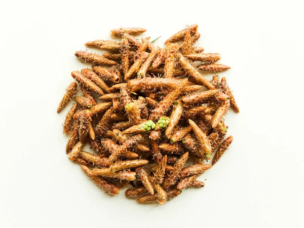 Pine cones on white — Stock Photo, Image