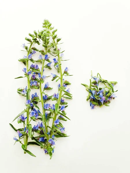 Blueweed på vit — Stockfoto