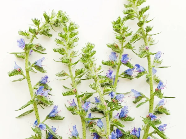Blueweed sobre blanco — Foto de Stock