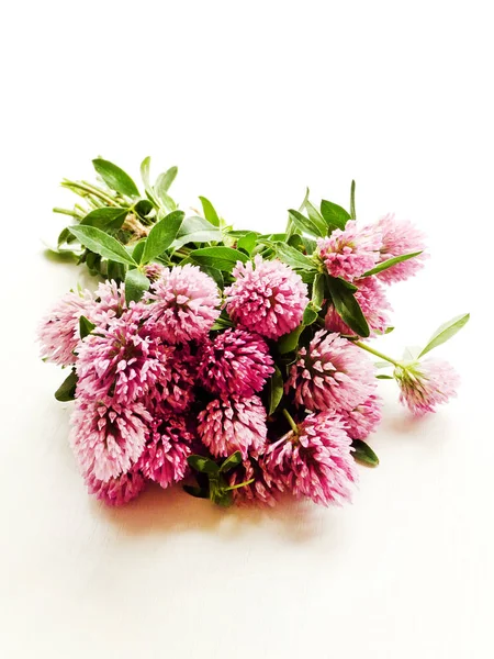 At yavaş çiçekler