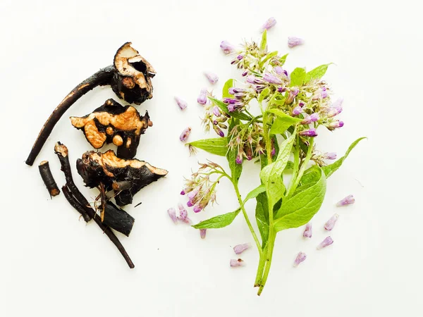 Comfrey on white — Stock Photo, Image