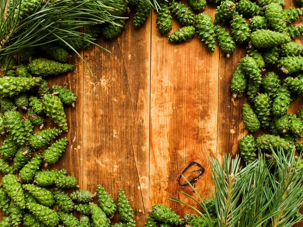 Groene dennenappels — Stockfoto