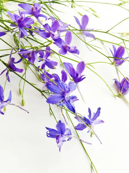 Delphinium üzerinde beyaz