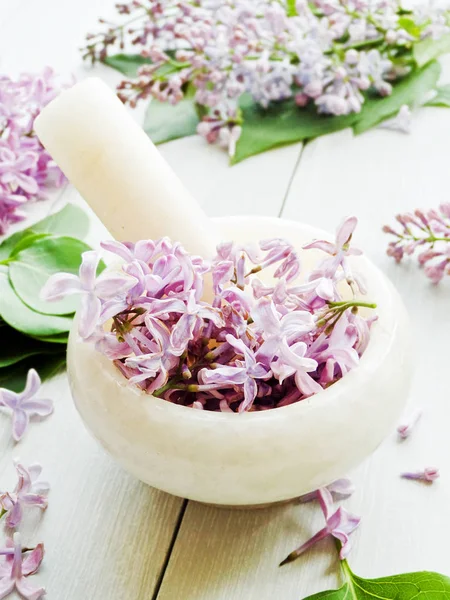 Lilac — Stock Photo, Image