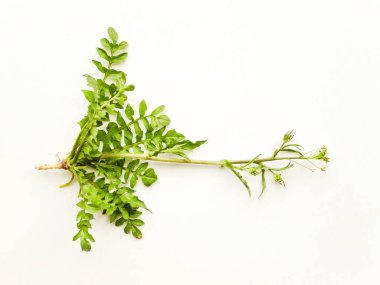 Beyaz üzerinde Çoban çantası