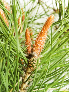 Beyaz üzerine çam kozalakları