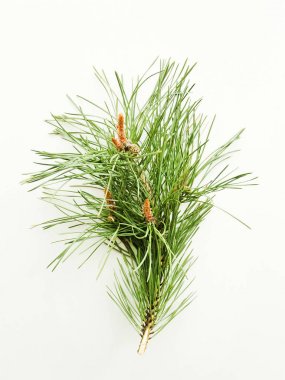 Beyaz üzerine çam kozalakları