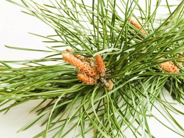 Beyaz üzerine çam kozalakları