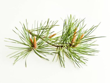 Beyaz üzerine çam kozalakları