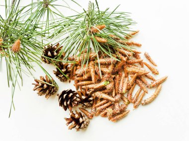 Beyaz üzerine çam kozalakları