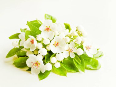 Armut çiçeği beyaz