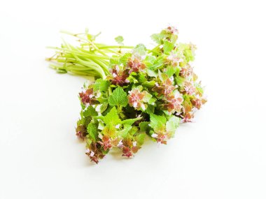 Beyaz üzerinde siyah horehound