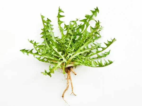 ダンデリアの葉と根 — ストック写真