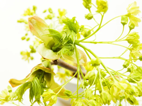 Maple blossom on white — Stock Photo, Image