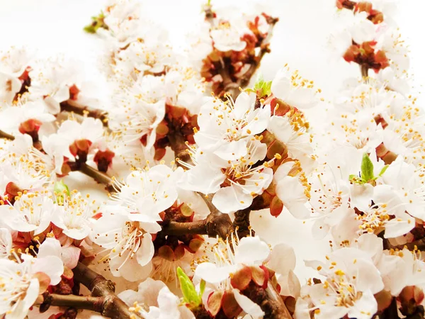 Aprikos blomma på vit — Stockfoto