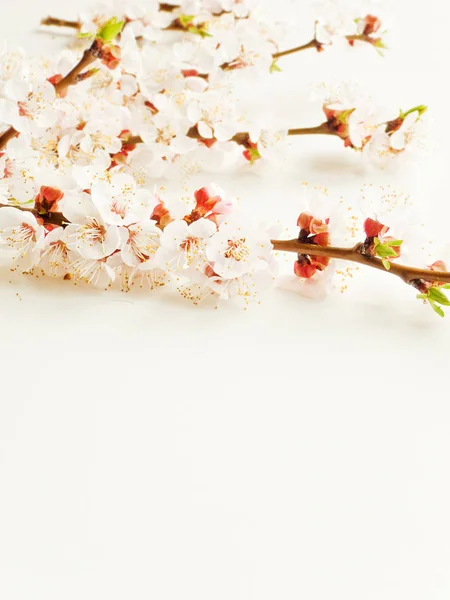 Apricot blossom on white — Stock Photo, Image