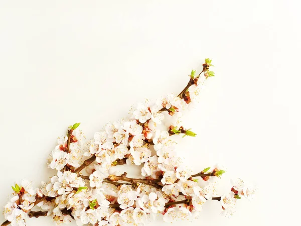 Apricot blossom on white — Stock Photo, Image