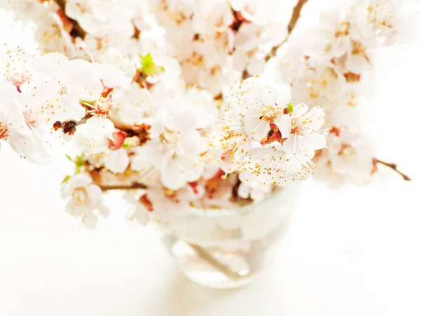 Fiori di albicocca su bianco — Foto Stock