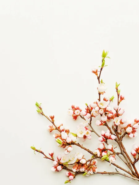 Flor de albaricoque sobre blanco — Foto de Stock