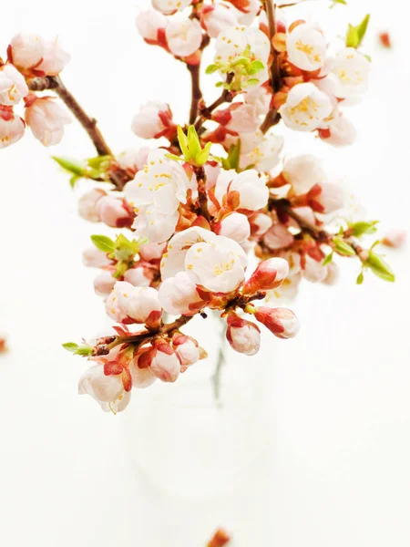 Apricot blossom on white — Stock Photo, Image