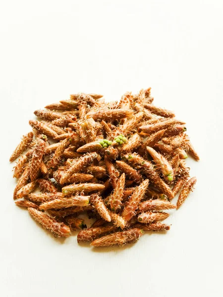 Pine cones on white — Stock Photo, Image