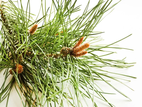 Beyaz üzerine çam kozalakları