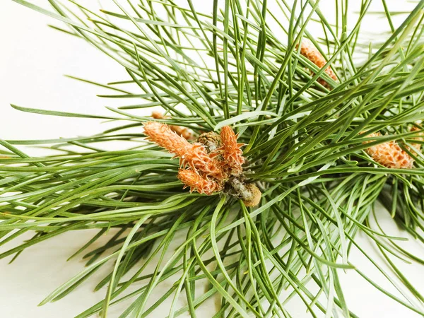 Beyaz üzerine çam kozalakları